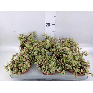 Portulacaria afra 'Variegata'