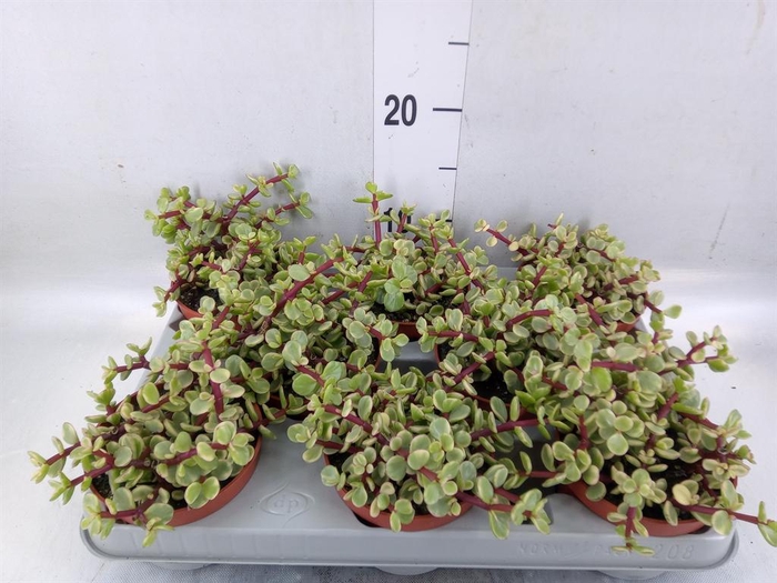 <h4>Portulacaria afra 'Variegata'</h4>
