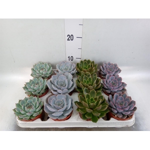 Echeveria   ...mix