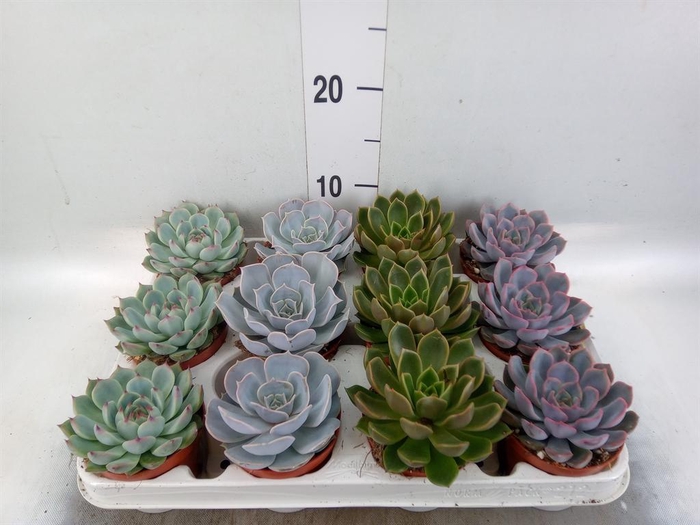 <h4>Echeveria   ...mix</h4>