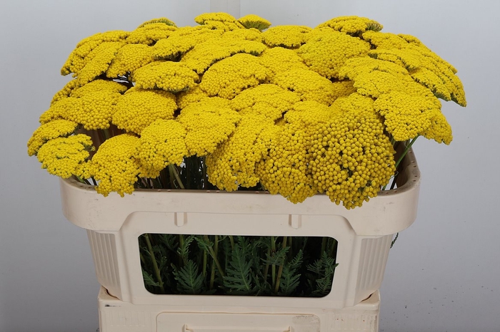 <h4>Achil F Park Variety 70cm</h4>