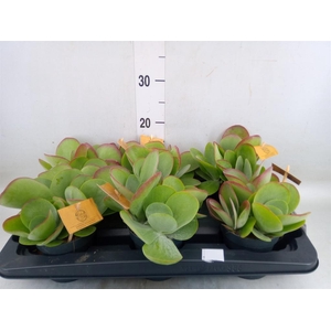 Kalanchoe NF thyrsiflora