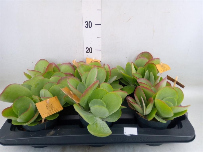 <h4>Kalanchoe NF thyrsiflora</h4>