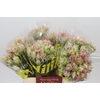 Blushing Bride Bridal Pink