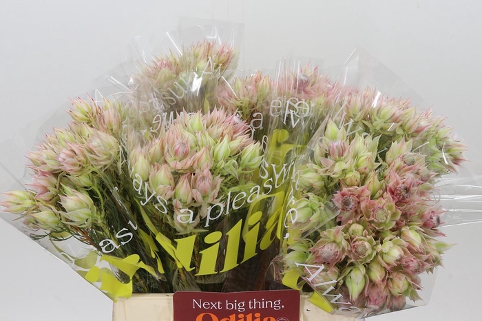 <h4>Blushing Bride Bridal Pink</h4>