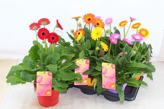 <h4>GERB GARVIN GEM</h4>