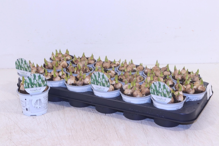 <h4>MUSCAR WHITE MAGIC</h4>