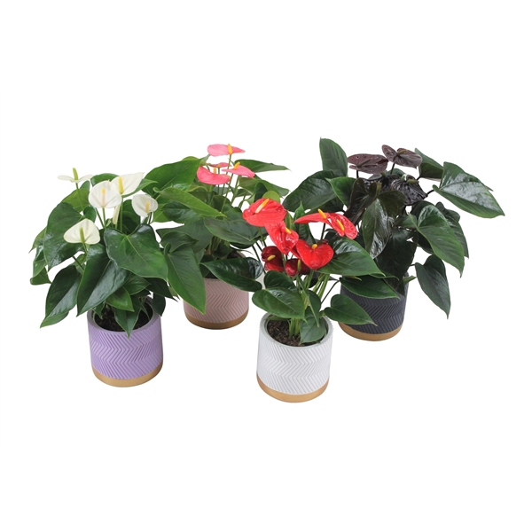 <h4>Anthurium Flamingomix 12cm in keramieken pot</h4>