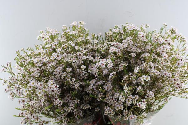 <h4>Chame Katrien (licht Rose)</h4>