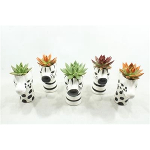 8062 SUCC DIERENMIX ZWART/WIT