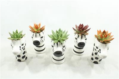 <h4>8885 SUCC DIERENMIX BLACK/WHITE</h4>