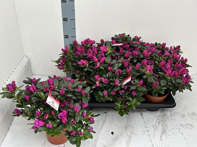 <h4>RHODO SI OSTALETT</h4>