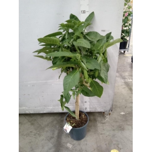 Brugmansia   ...