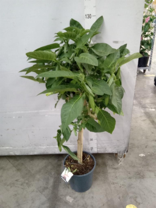 <h4>Brugmansia ...</h4>