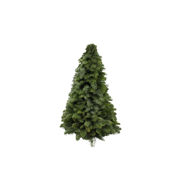 <h4>Kerstboom Nobilis 50cm</h4>