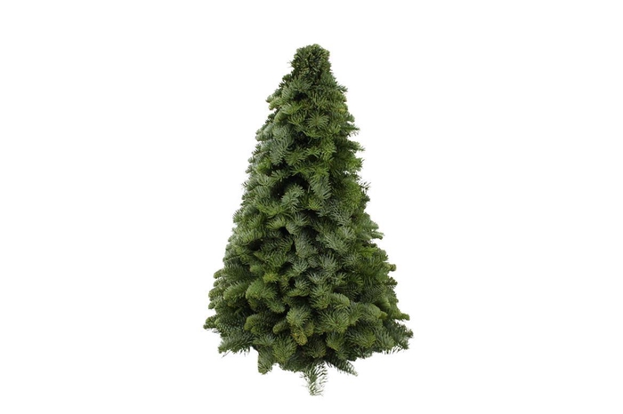 Kerstboom Nobilis 50cm