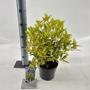 Osmanthus het. ‘Goshiki’