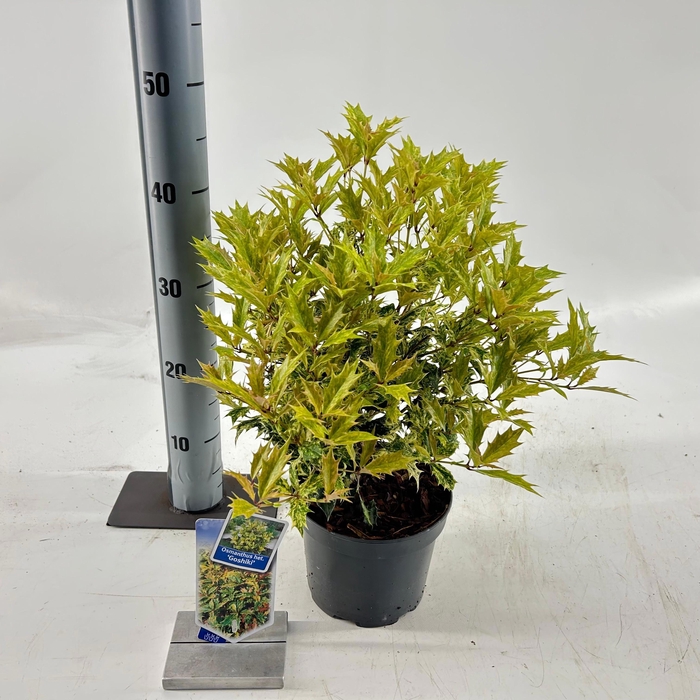 <h4>Osmanthus het. ‘Goshiki’</h4>