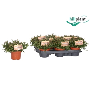 Rhipsalis Burchellii 10,5 cm D