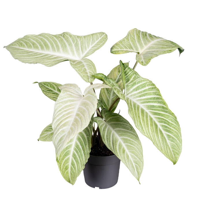 <h4>Xanthosoma Lindenii Mint 14cm</h4>