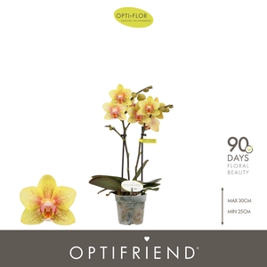 Optifriend Indy 2 spike