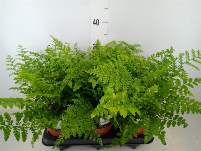 <h4>Asplenium  'Parvati'</h4>