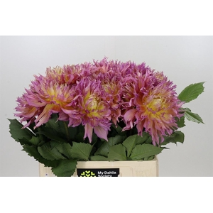 Dahlia Omega