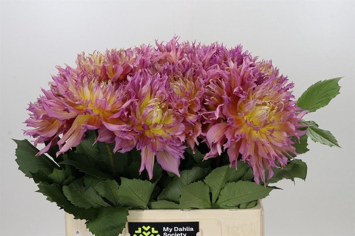 <h4>Dahlia Omega</h4>
