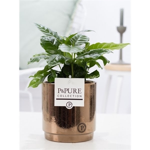 Coffea Arabica in P&PURE Juliette ceramics goldbronze