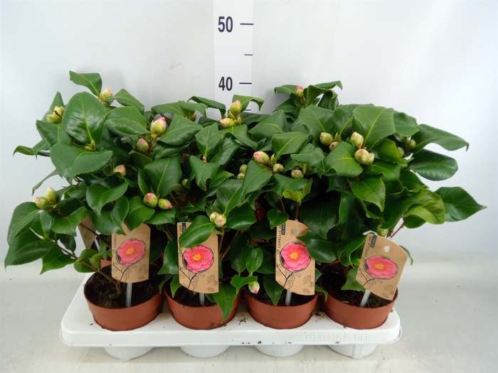 <h4>Camellia japonica 'Dr King'</h4>