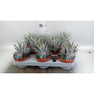 Haworthia fasciata 'Alba'