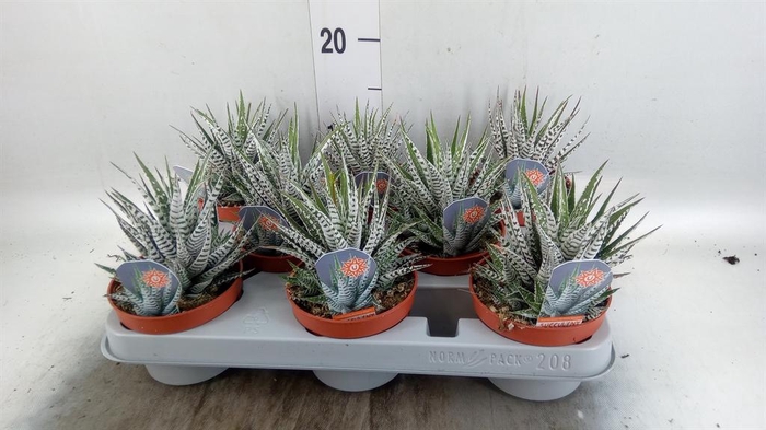 <h4>Haworthia fasciata 'Alba'</h4>