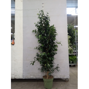 Ficus benja. 'Midnight Lady'