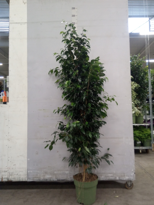 <h4>Ficus benja. 'Midnight Lady'</h4>
