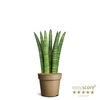 SANSEVIERIA CYLINDRICA P9 STRAIGHT