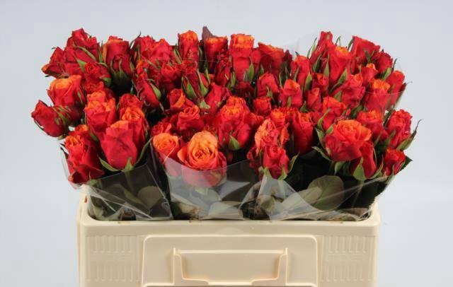 <h4>R Gr Espana</h4>