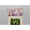 Zantedeschia Eydolls Purple White