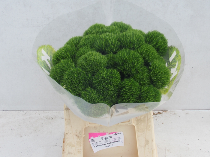 <h4>DI BARB KIWI MELLOW</h4>