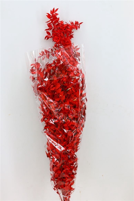 <h4>Dried Ruscus Nat Ferrari Red Glitter</h4>