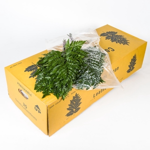 LEDERVAREN EXTRA VACUUM YELLOW BOX