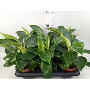 Philodendron   ...