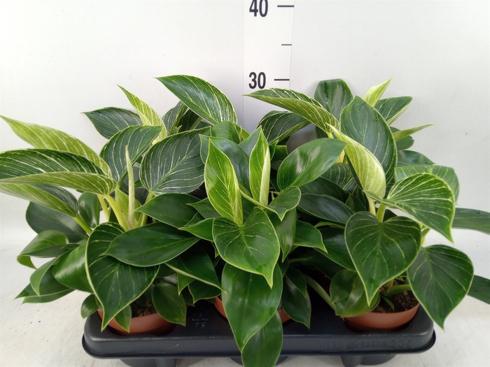 <h4>Philodendron   ...</h4>
