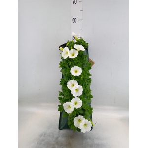 Perkplanten   ...sorted   [Bedding]