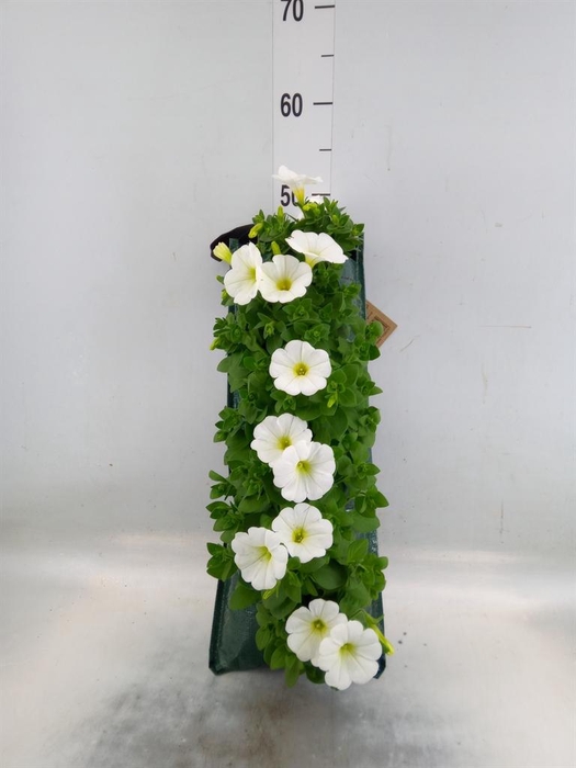 <h4>Perkplanten   ...sorted   [Bedding]</h4>