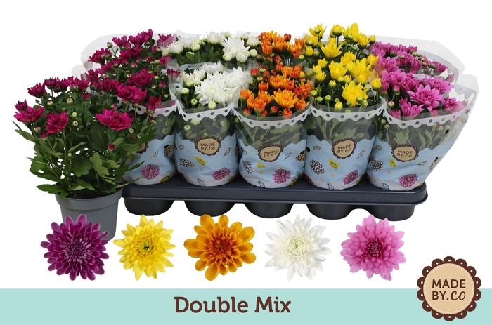 <h4>Chrysant Double mix without yellow</h4>