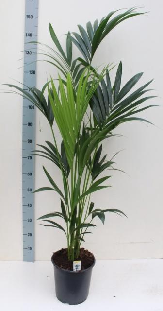 <h4>HOWEA FORSTERIANA</h4>