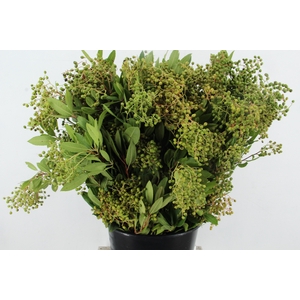 HETEROMELES 400GR
