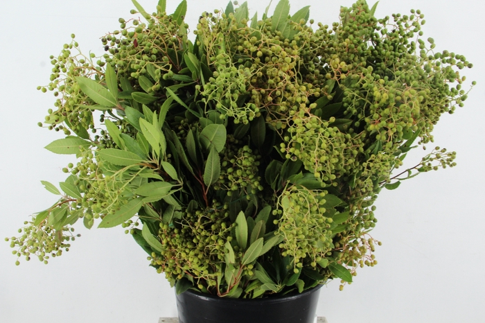 <h4>HETEROMELES 400GR</h4>