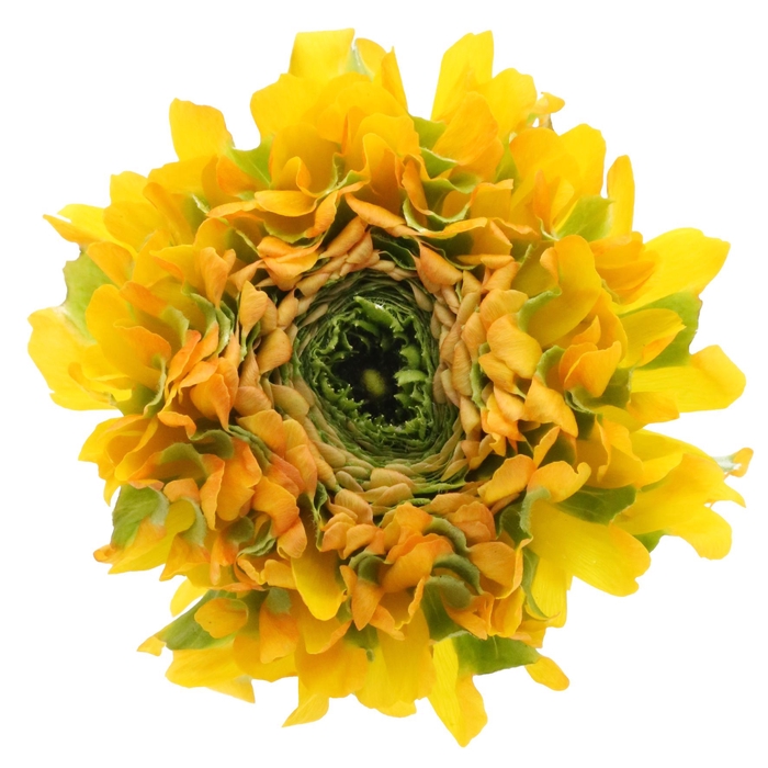 Ranunculus Clooney Pon Pon Merlino