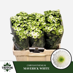 CHR S MAVERICK WHITE